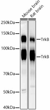 TrkB Rabbit mAb