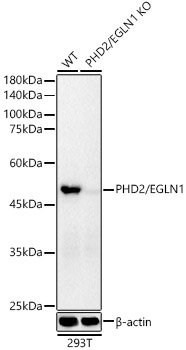 [KO Validated] PHD2/EGLN1 Rabbit mAb