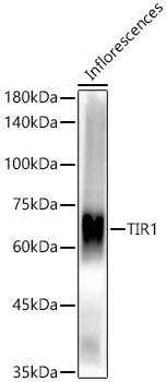 TIR1 Rabbit pAb