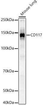 CD117 Rabbit pAb