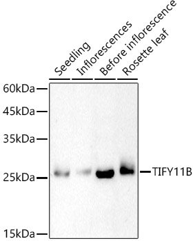 TIFY11B Rabbit pAb