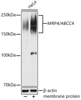 MRP4/ABCC4 Rabbit pAb
