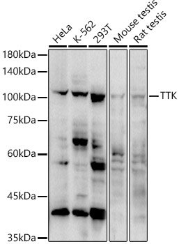 TTK Rabbit pAb