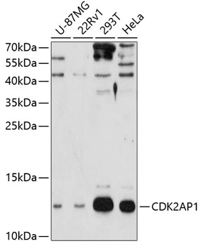 CDK2AP1 Rabbit pAb