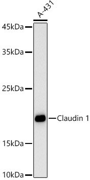 Claudin 1 Rabbit pAb