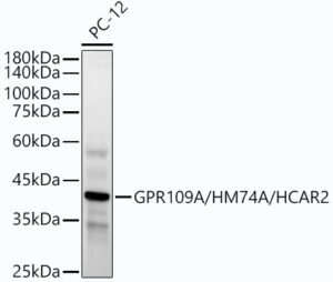 GPR109A/HM74A/HCAR2 Rabbit mAb