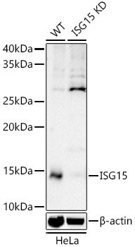 [KD Validated] ISG15 Rabbit pAb