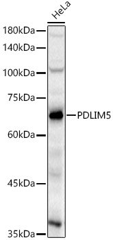 PDLIM5 Rabbit pAb