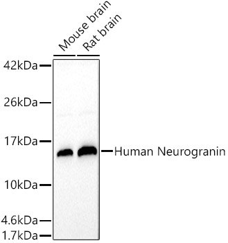 Human Neurogranin Rabbit pAb