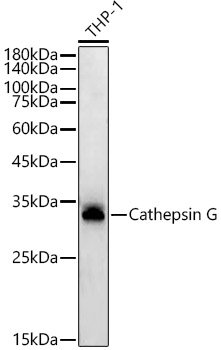 Cathepsin G Rabbit mAb