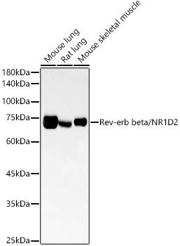 Rev-erb beta/NR1D2 Rabbit mAb