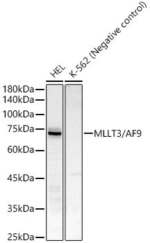 MLLT3/AF9 Rabbit mAb
