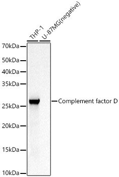 Complement factor D Rabbit pAb