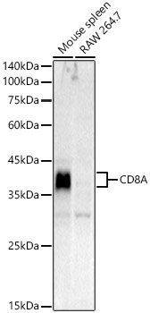 CD8A Rabbit pAb
