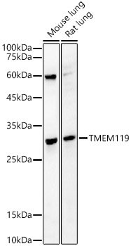 TMEM119 Rabbit pAb