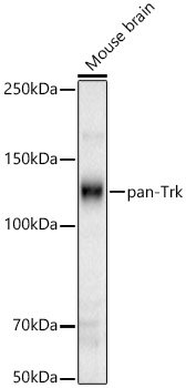 pan-Trk Rabbit pAb