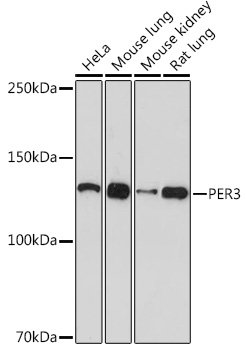 PER3 Rabbit mAb