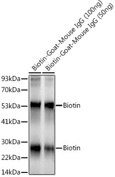 Biotin Rabbit mAb
