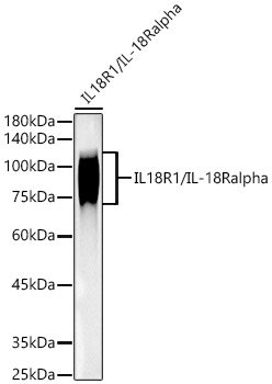 IL18R1/IL-18 R alpha Rabbit mAb