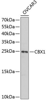 CBX1 Rabbit pAb