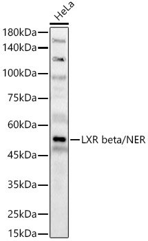 LXR beta/NER Rabbit pAb