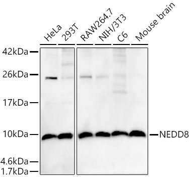 NEDD8 Rabbit mAb