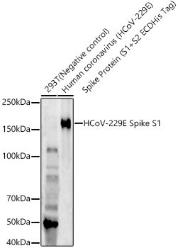 HCoV-229E Spike S1 Rabbit mAb