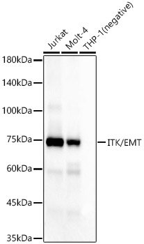 ITK/EMT Rabbit mAb