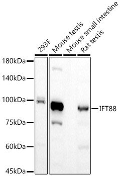 IFT88 Rabbit mAb
