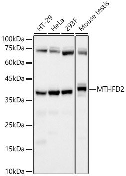 MTHFD2 Rabbit mAb