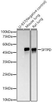 SFTPD Rabbit mAb