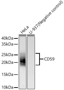 CD59 Rabbit mAb