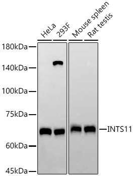 INTS11 Rabbit mAb