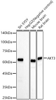 AKT3 Rabbit mAb