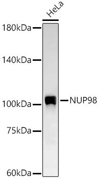 NUP98 Rabbit mAb