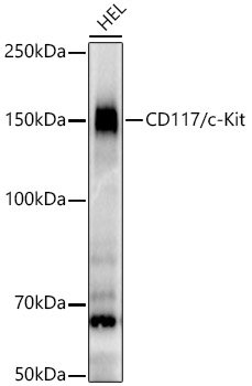 CD117/c-Kit Rabbit mAb