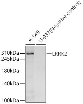 LRRK2 Rabbit mAb