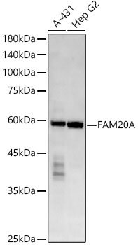 FAM20A Rabbit mAb