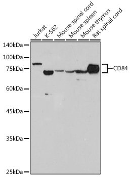 CD84 Rabbit mAb