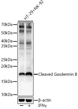 Cleaved Gasdermin B Rabbit pAb
