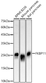 FKBP11 Rabbit pAb