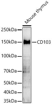 CD103 Rabbit pAb