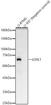 LOXL1 Rabbit mAb