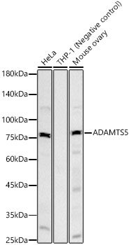 ADAMTS5 Rabbit mAb
