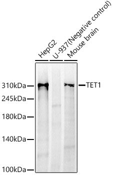 TET1 Rabbit mAb