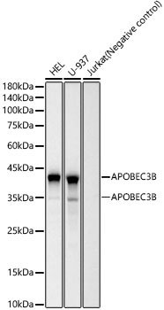 APOBEC3B Rabbit mAb