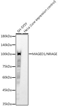 MAGED1/NRAGE Rabbit mAb