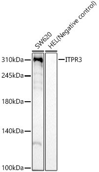 ITPR3 Rabbit mAb