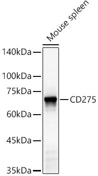 CD275 Rabbit pAb