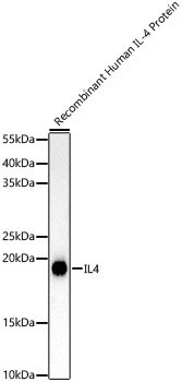 IL4 Rabbit mAb